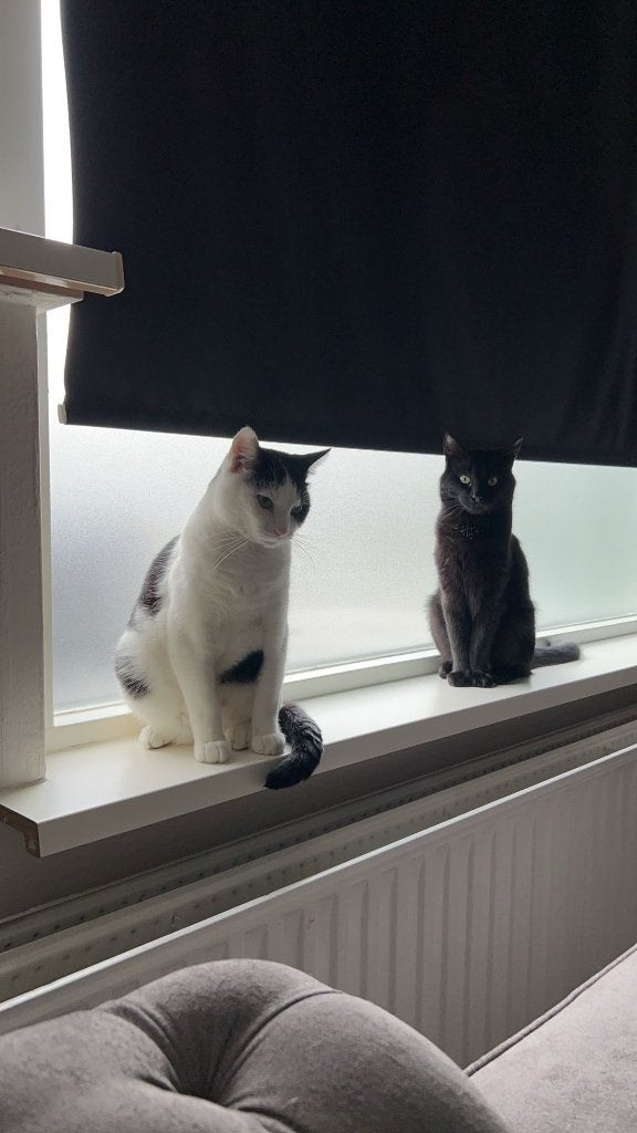 Gouden mandje voor 2 katten, Dieren en Toebehoren, Kater, Kortharig, 3 tot 5 jaar