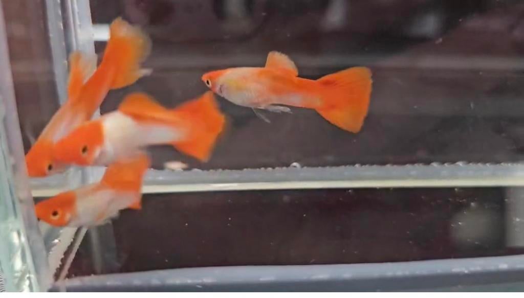 Raszuivere Koi Platinum guppy, Dieren en Toebehoren, Vis, Zoetwatervis, Schoolvis