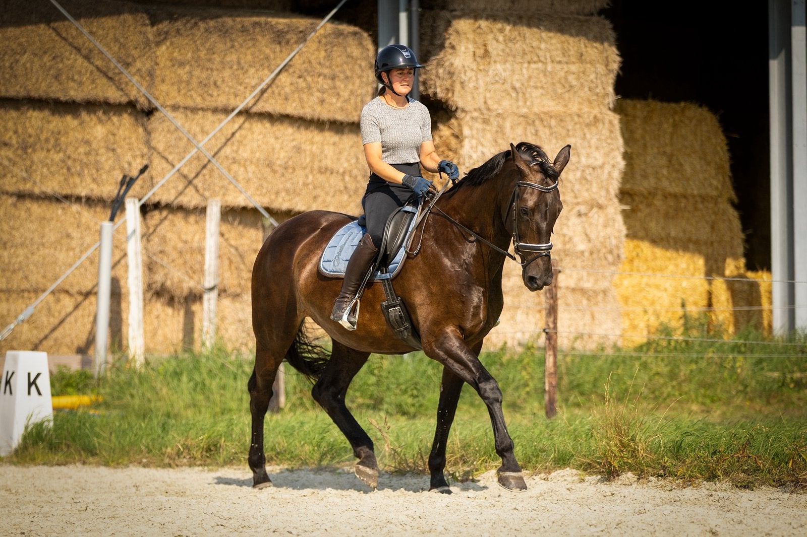 Recreatieve merrie te koop, Dieren en Toebehoren, Merrie, Recreatiepaard, 11 jaar of ouder