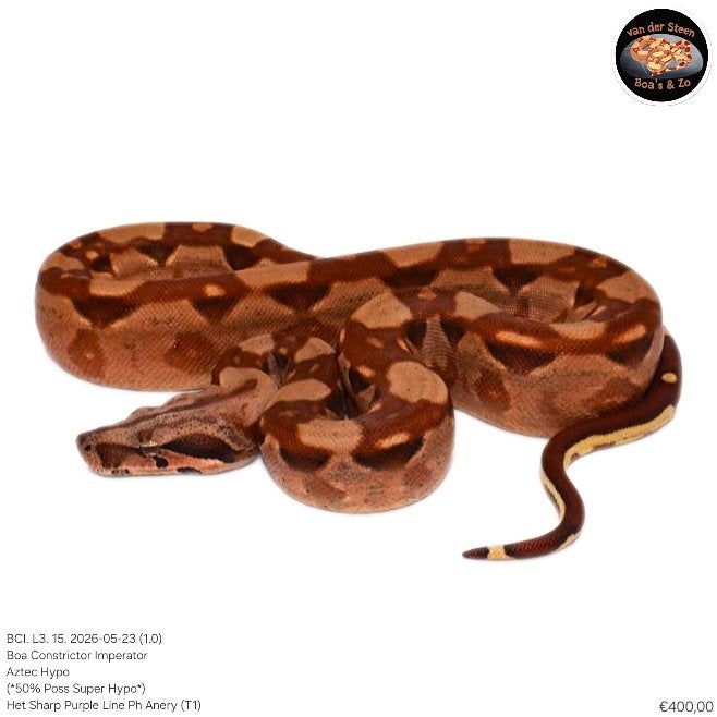 Boa Constrictor Imperator Litter 03 2026 Boa Constrictor photo 15