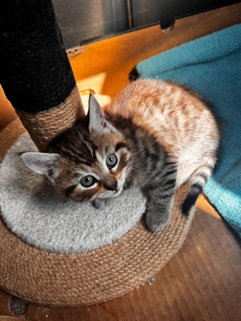 Main coon x kittens, Dieren en Toebehoren, Katten en Kittens | Overige Katten, Meerdere dieren, Langharig