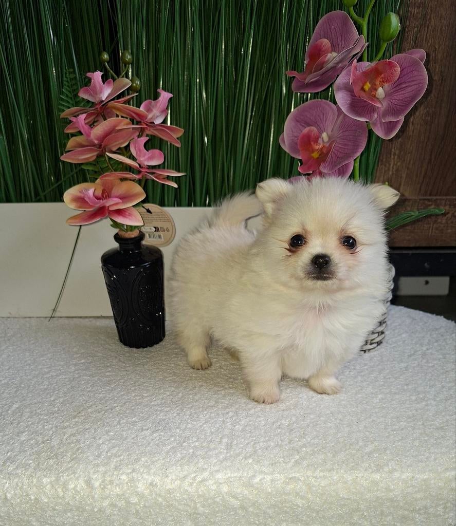 Pomeriaan x chihuahua, Dieren en Toebehoren, Reu, 8 tot 15 weken, Meerdere, Klein