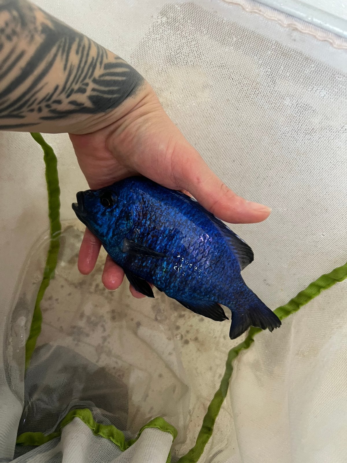 Aulonocara hansbaenschi  volwassen 1 man 2 vrouwen, Ophalen, Zo goed als nieuw, Gevuld zoetwateraquarium