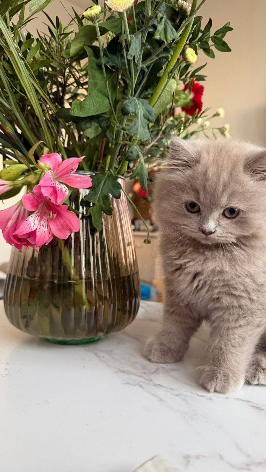 Korte/Lange Brithaar kitten, Dieren en Toebehoren, Poes, Ingeënt, 0 tot 2 jaar