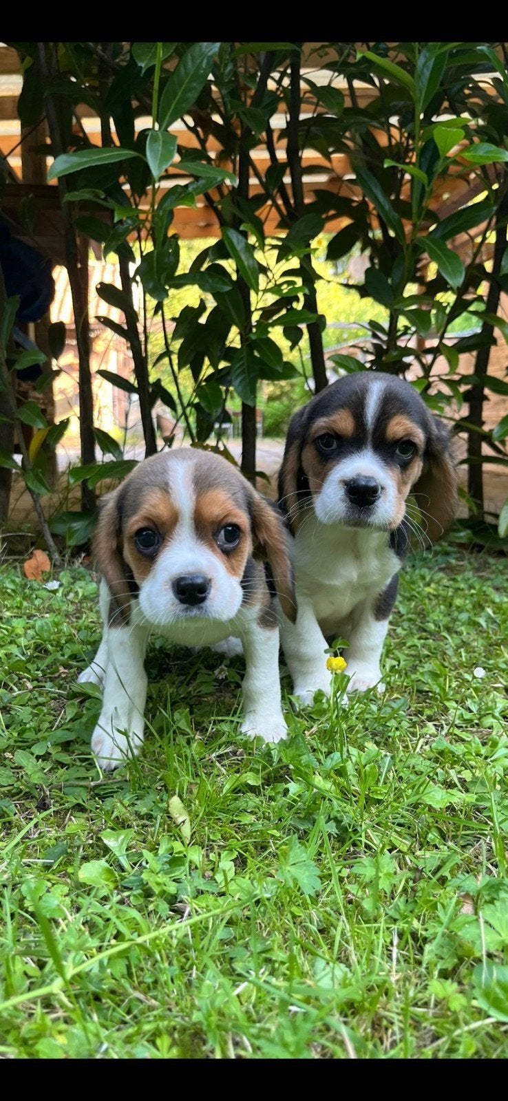 Mooie, lieve beaglier pups. Beagle x cavalier king charles, Dieren en Toebehoren, Honden | Beagles, Bassets en Lopende honden