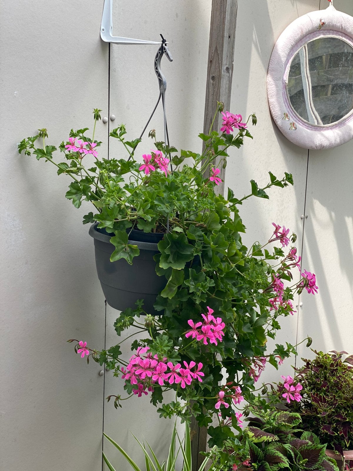 Roze Hanggeranium - Pelargonium - In Pot, Tuin en Terras, Eenjarig, Halfschaduw, Zomer, Ophalen
