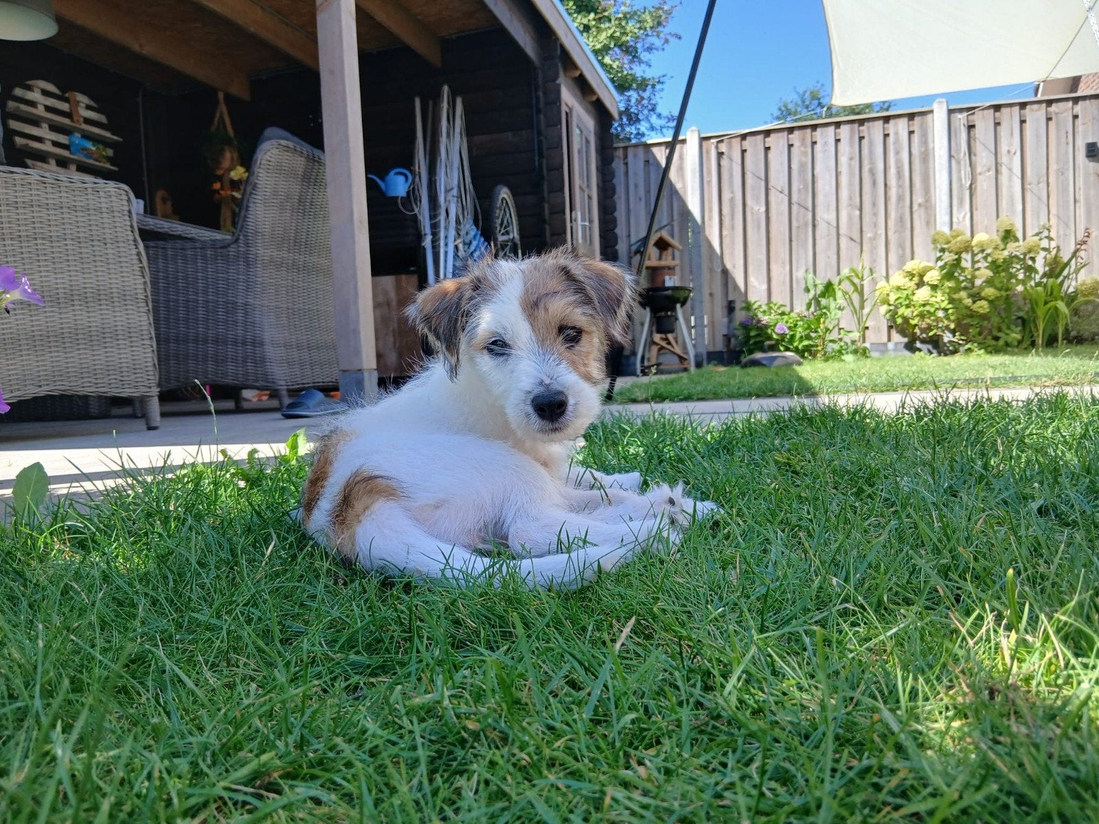 Jack Russel pup, Parvo, Jack Russell Terriër, 8 tot 15 weken, Teef
