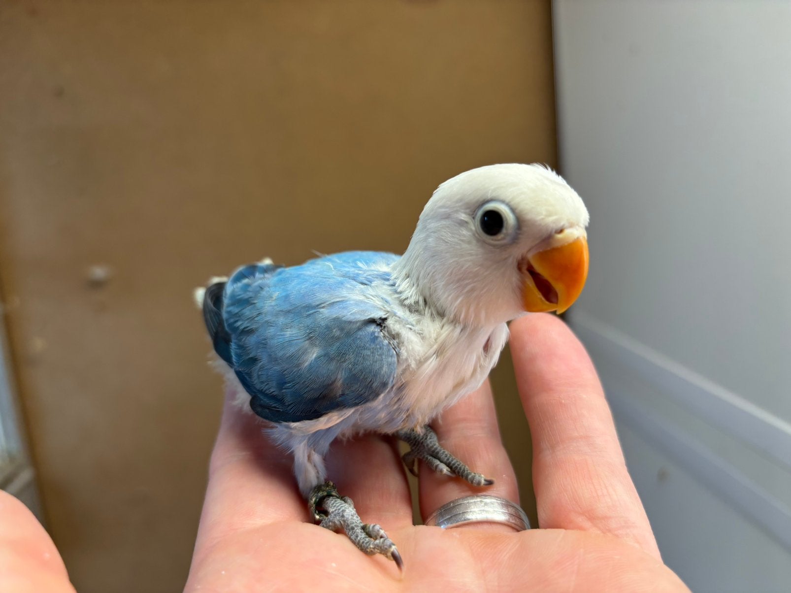 Jonge Agapornis fischeri dwergpapegaaitjes, Geslacht onbekend, Dwergpapegaai of Agapornis