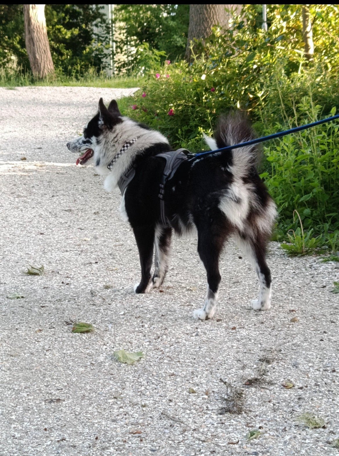 mooi lief pomsky, 1 tot 2 jaar, Eén hond, CDV (hondenziekte), Nederland