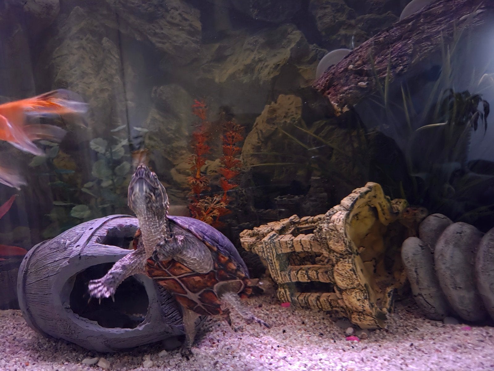 aquarium volledig ingericht, Ophalen, Gevuld zoetwateraquarium