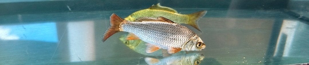 ghost koi jong te koop, Karper of Koi