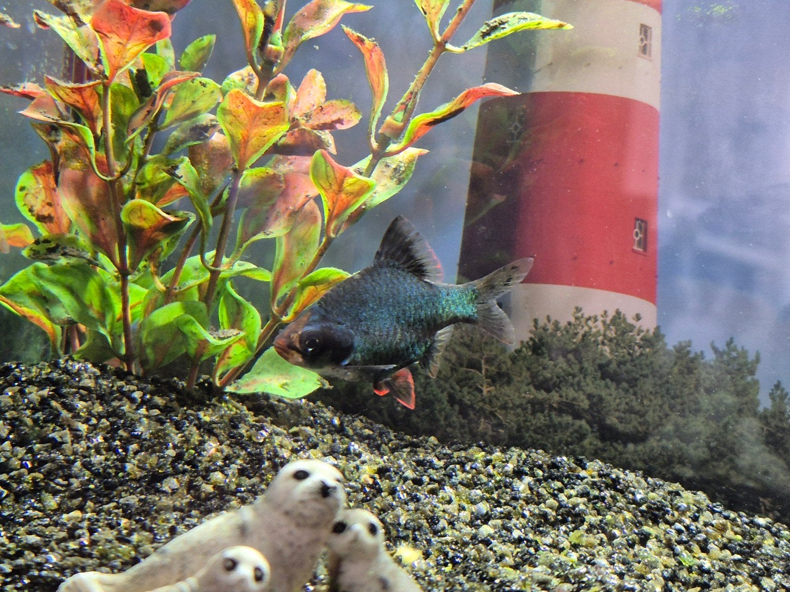 2 blauwgroene sumatraan vissen, Vis, Zoetwatervis, Schoolvis