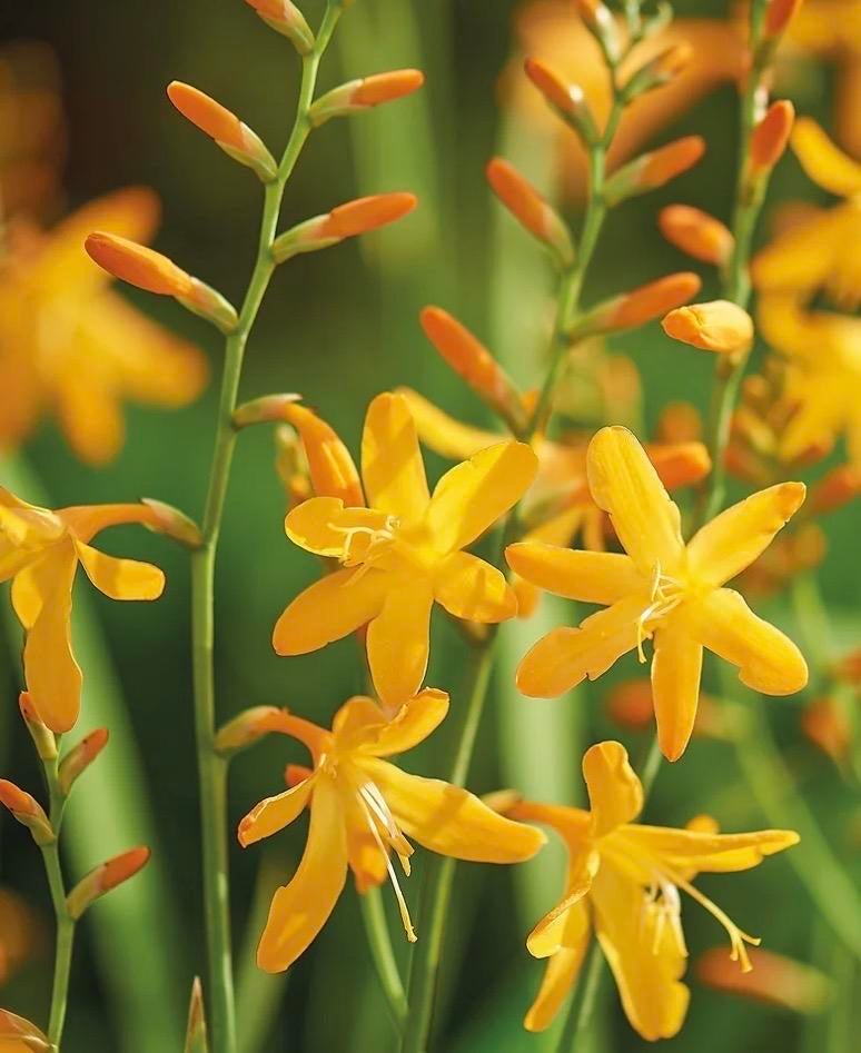 Crocosmia - Montbretia planten voor een kleurrijke tuin, Volle zon, Vaste plant, Zomer, Ophalen
