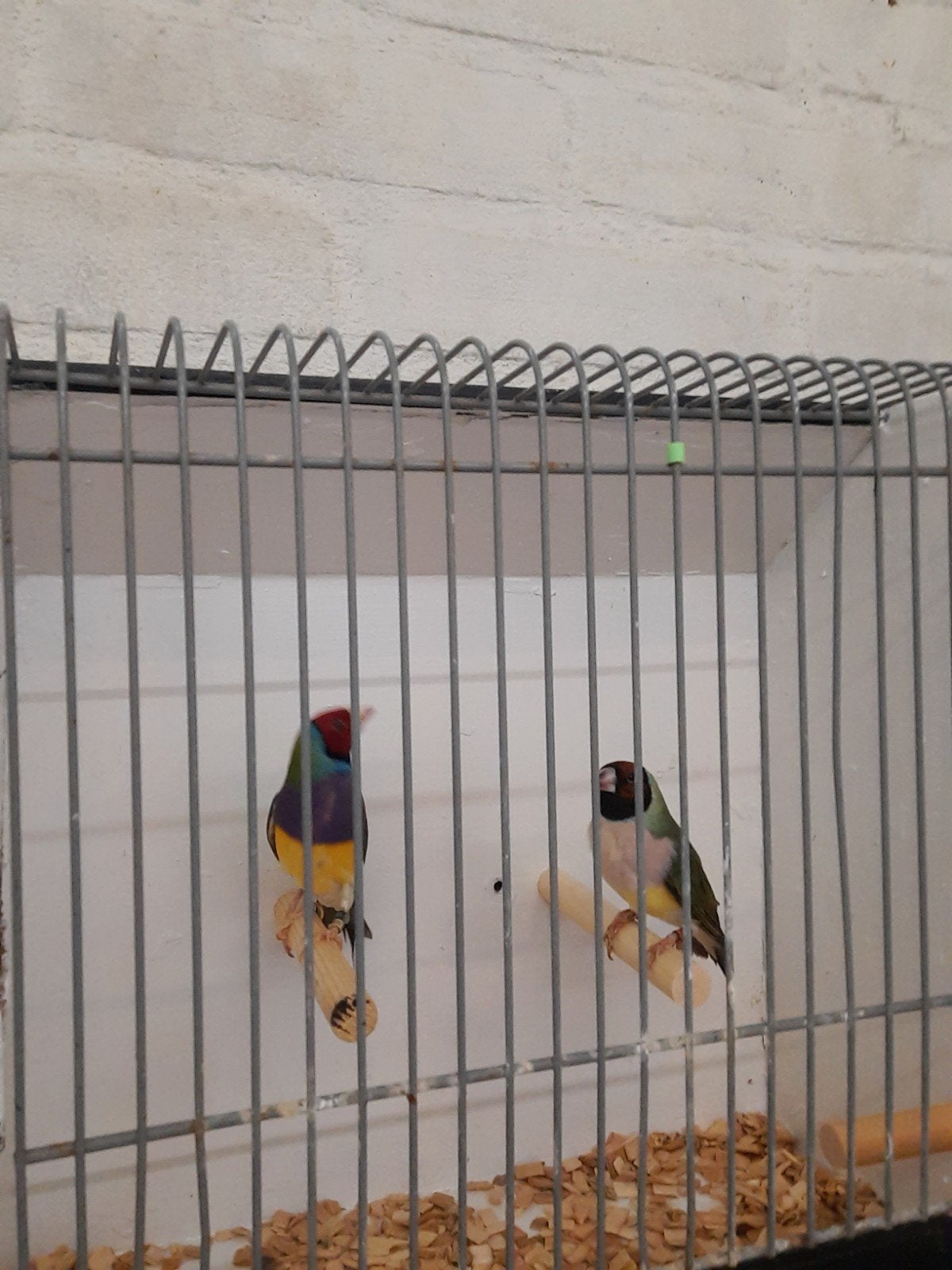 Gouldamadine, Meerdere dieren, Tropenvogel, Geringd