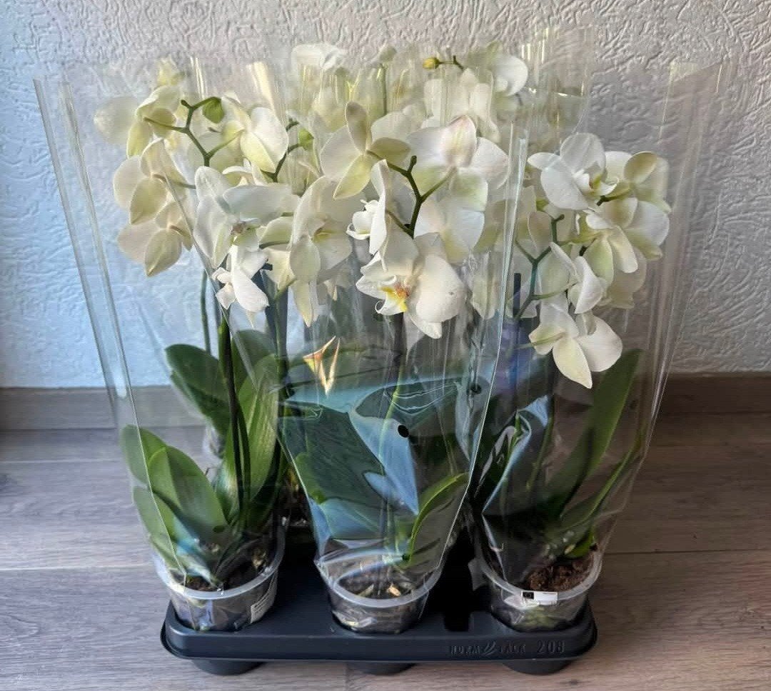 Witte Orchideeën - Phalaenopsis (3 stuks), Vaste plant, Bloeit niet, Halfschaduw, Ophalen