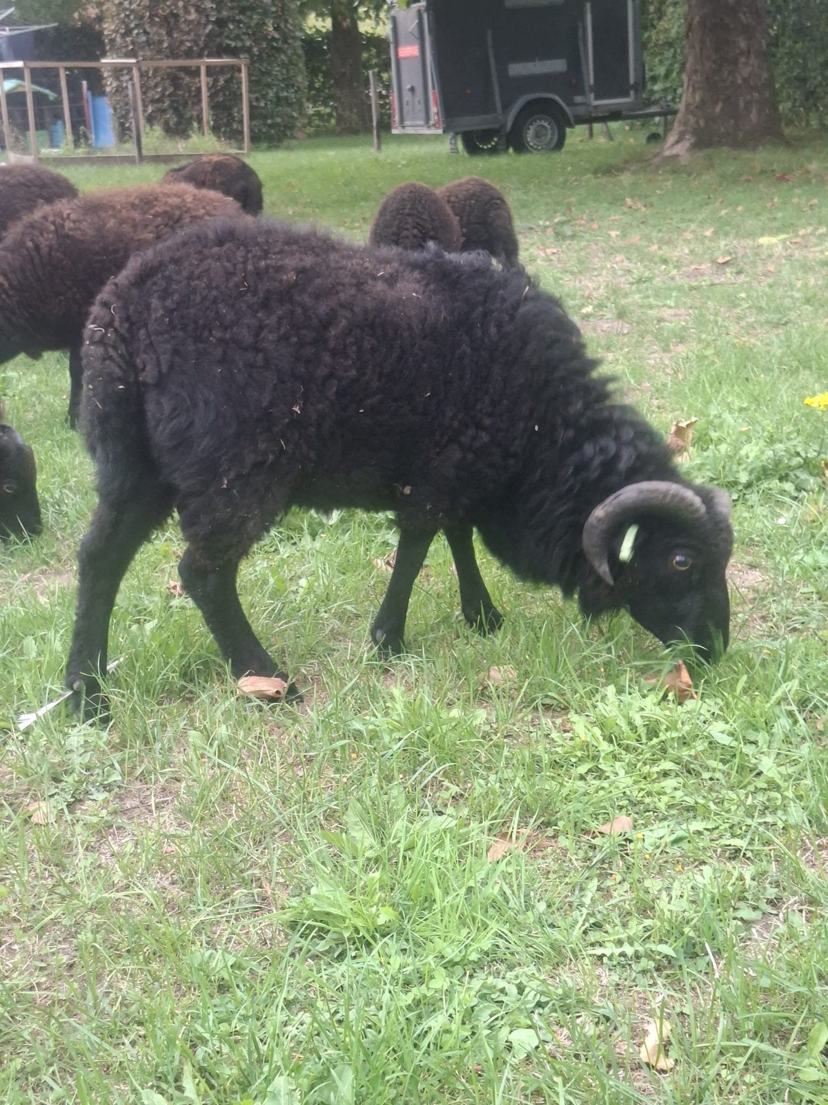 Ouissant ram 2025, Dieren en Toebehoren, Mannelijk, Schaap