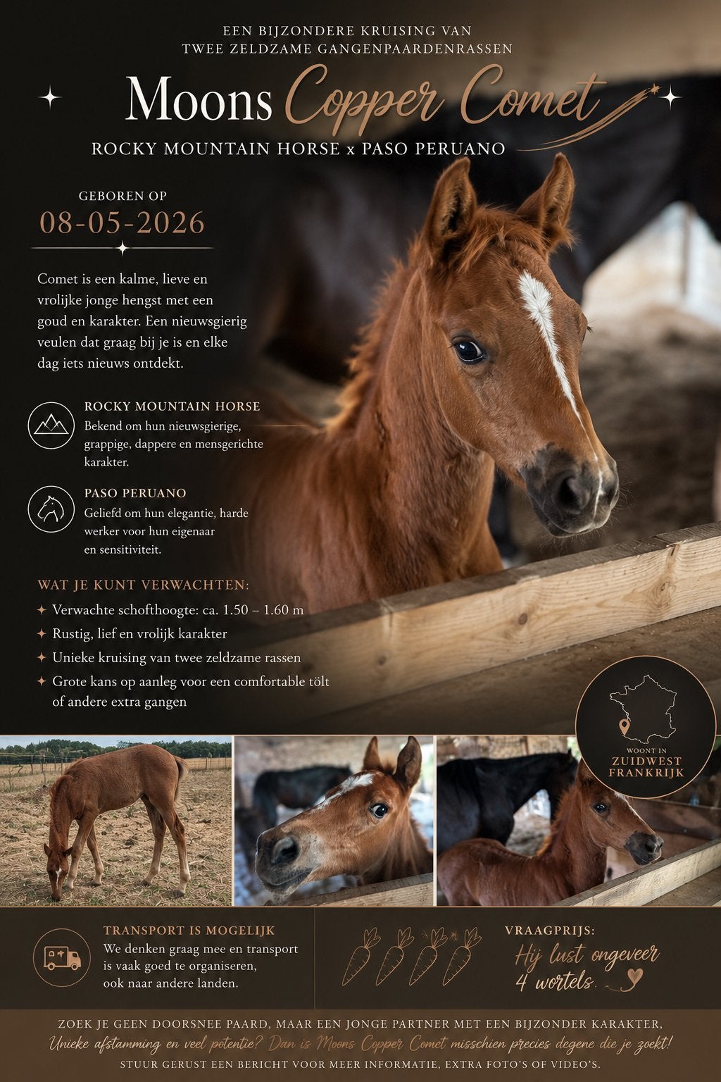 Rocky Mountain Horse x Paso Peruano, Gechipt, Minder dan 160 cm, Niet van toepassing, 0 tot 2 jaar