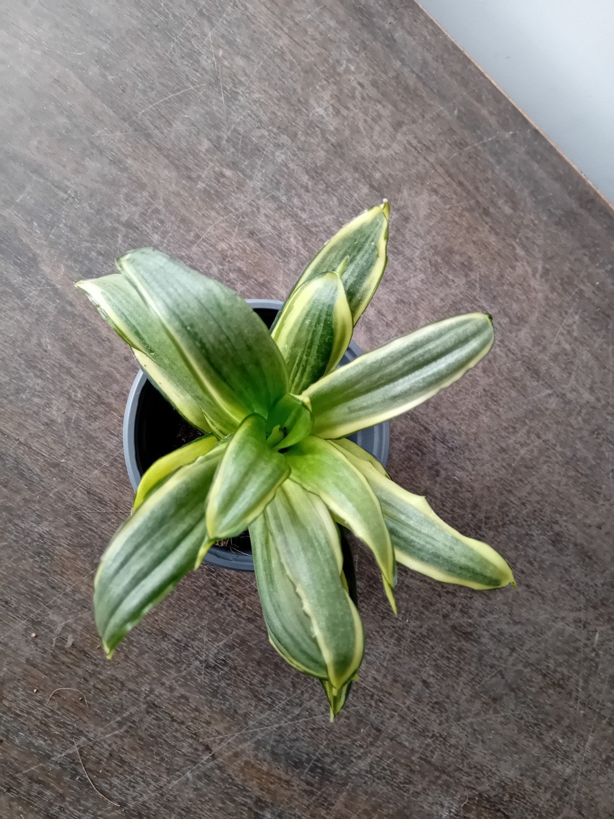 Sanseveria 15cm, Huis en Inrichting, Kamerplanten, Ophalen, Overige soorten, Halfschaduw, In pot