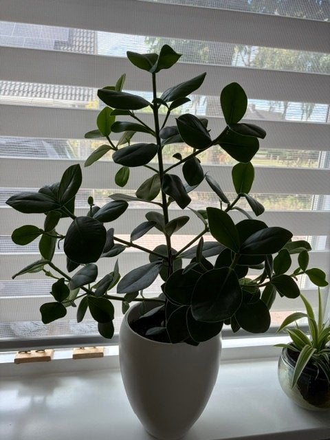 Kamerplanten, Groene kamerplant, Ophalen, Halfschaduw, Minder dan 100 cm