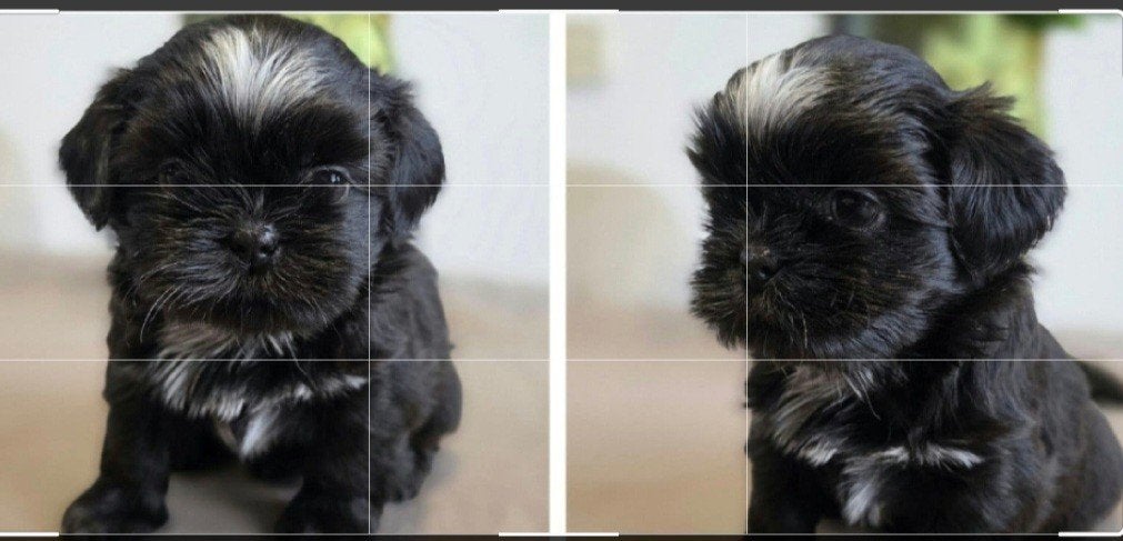 Shitzu/Malthezer 10 weken, Dieren en Toebehoren, Honden | Chihuahua's en Gezelschapshonden, Teef, Eén hond, Nederland, Particulier