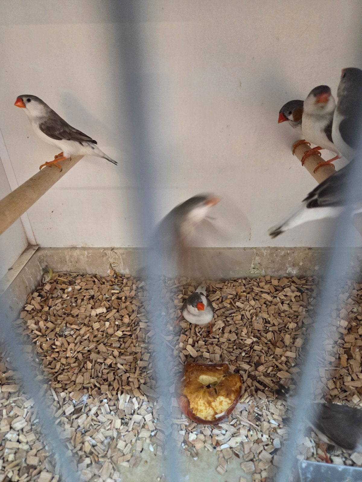 Diverse tropen, Meerdere dieren