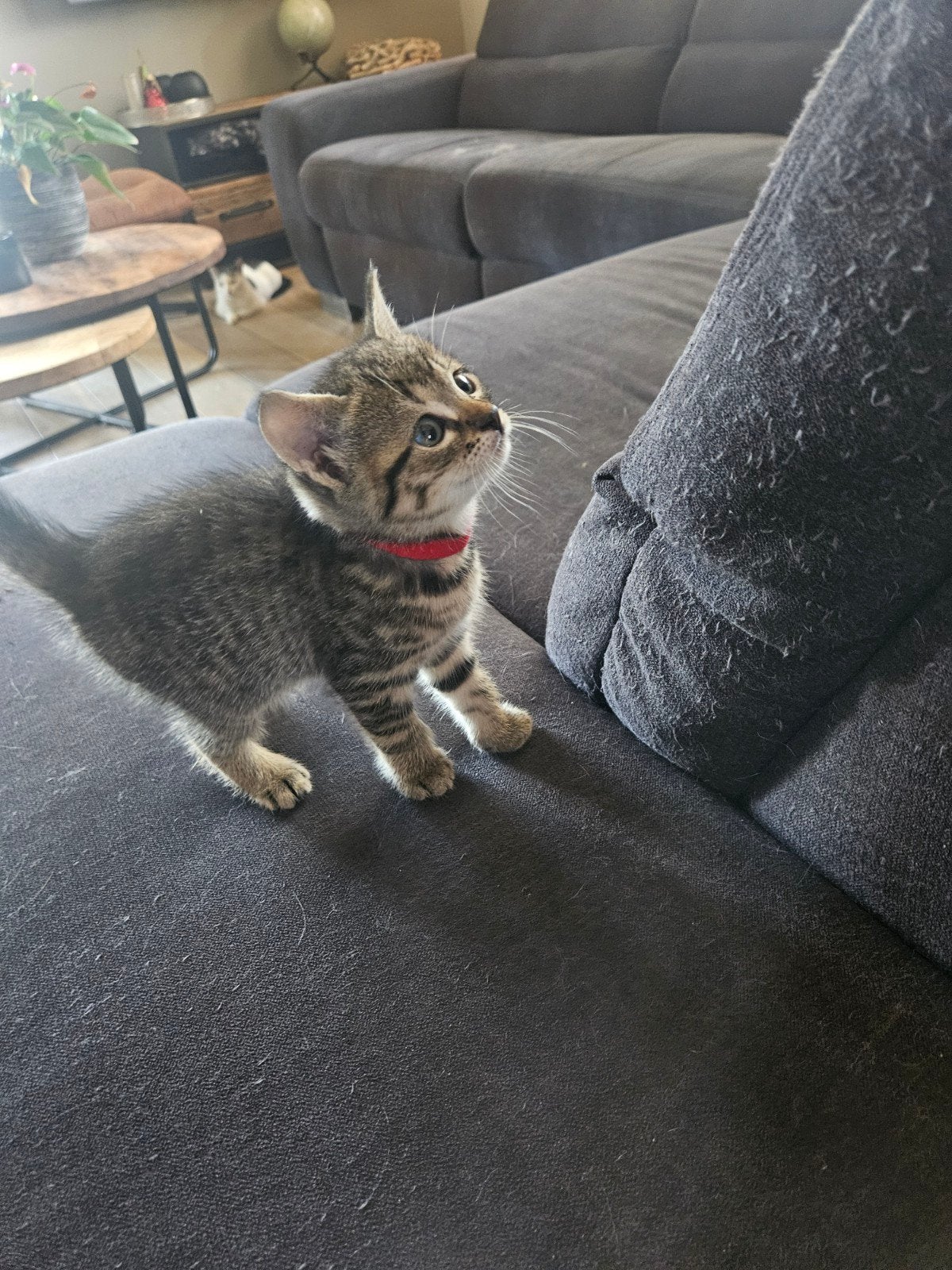 Kittens stoere,sterke boerderijkittens .100 euro per stuk, Dieren en Toebehoren, Katten en Kittens | Overige Katten