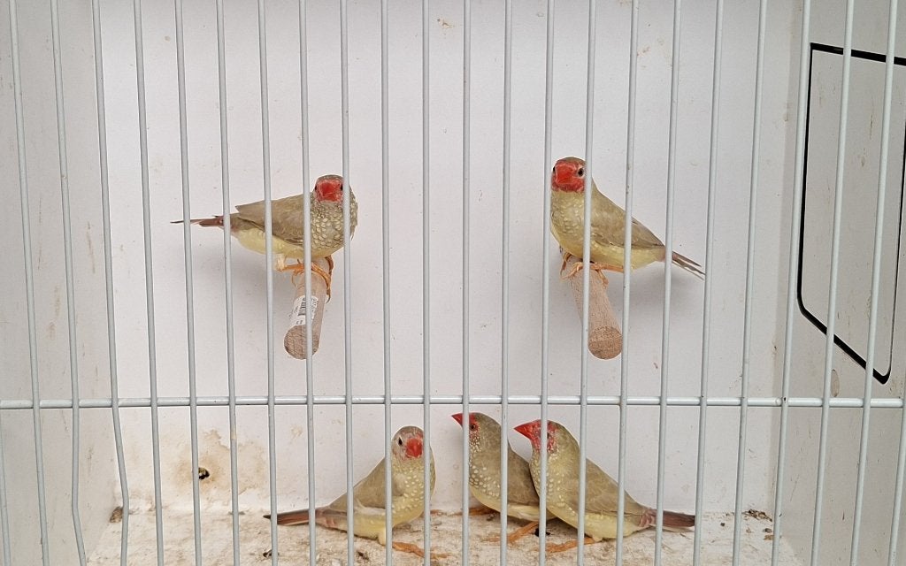 Jonge binsen astrildes pastel kleur, Meerdere dieren, Tropenvogel