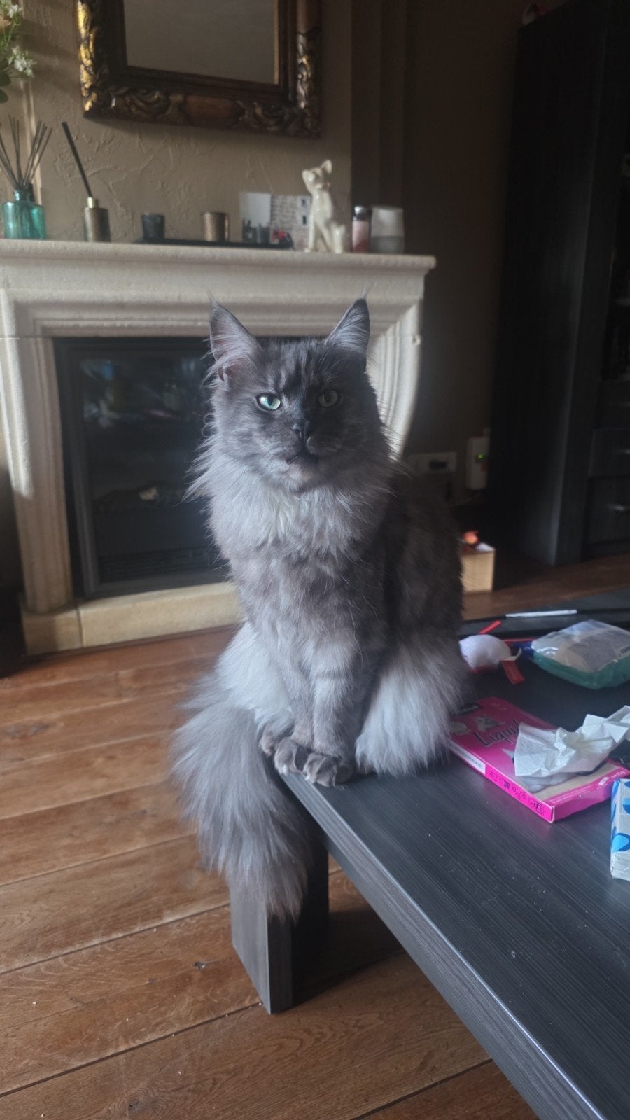 Lieve Jony zoekt een rustig gouden mandje, Dieren en Toebehoren, Katten en Kittens | Raskatten | Langhaar, Poes, Gechipt, 0 tot 2 jaar