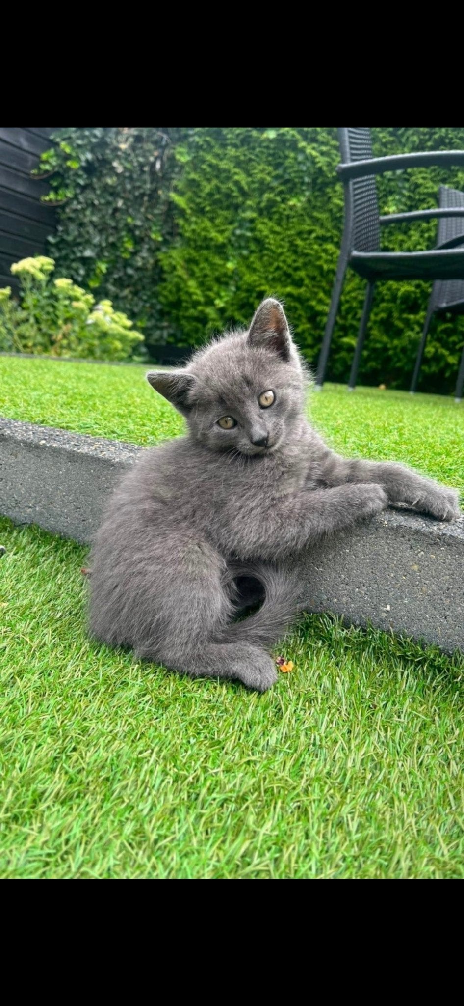 Pickels zoekt een lief poezenvriendinnetje, Dieren en Toebehoren, Katten en Kittens | Overige Katten, Poes