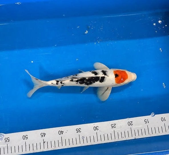 tancho sanke koi, Dieren en Toebehoren, Karper of Koi