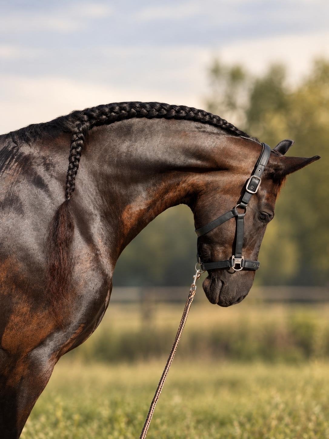 Fantastische 6-jarige Friese allround merrie, Merrie, Met stamboom, 3 tot 6 jaar, L