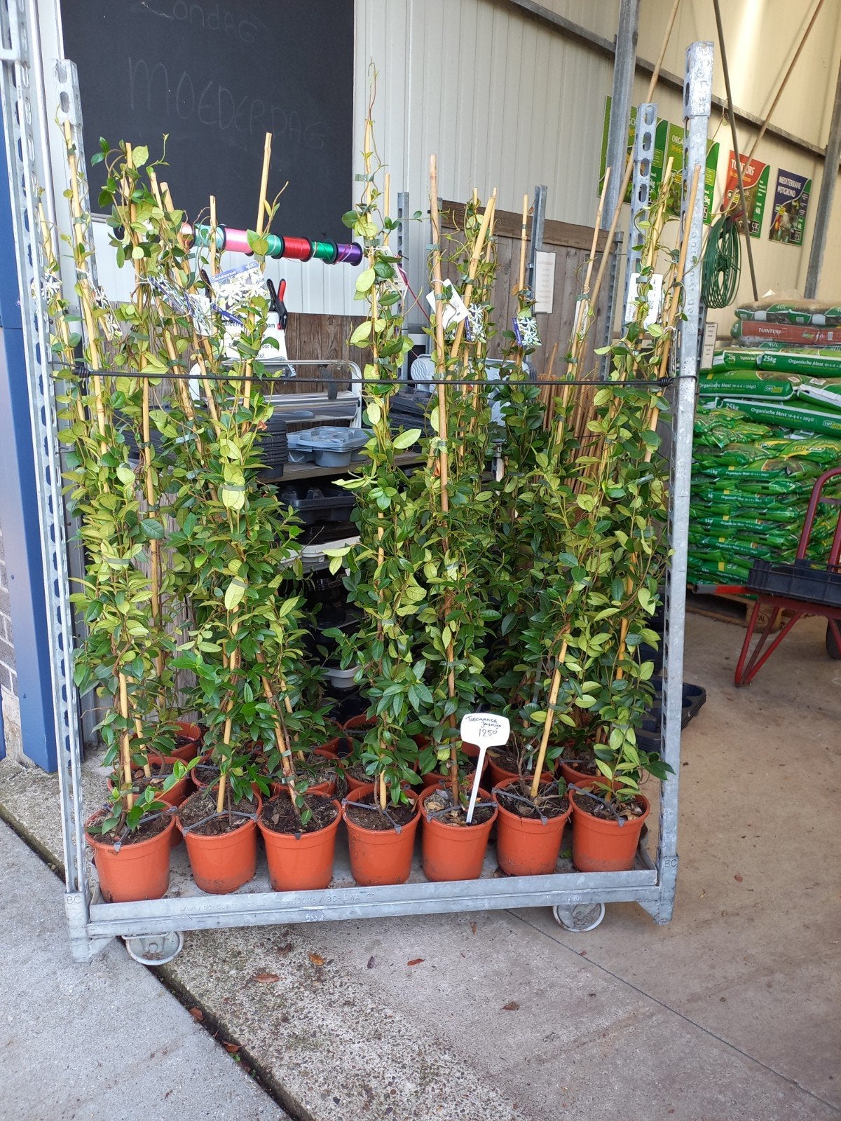witte Toscaanse Jasmijn 150cm €12,50, roze 80cm €9,95, Tuin en Terras, Ophalen, Overige soorten, Volle zon