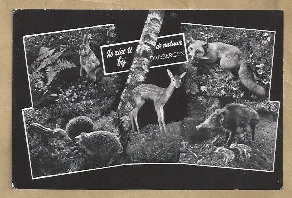 Ansichtkaart Driebergen: Wilde Dieren in de Natuur, Ophalen of Verzenden, 1960 tot 1980, Gelopen, Utrecht