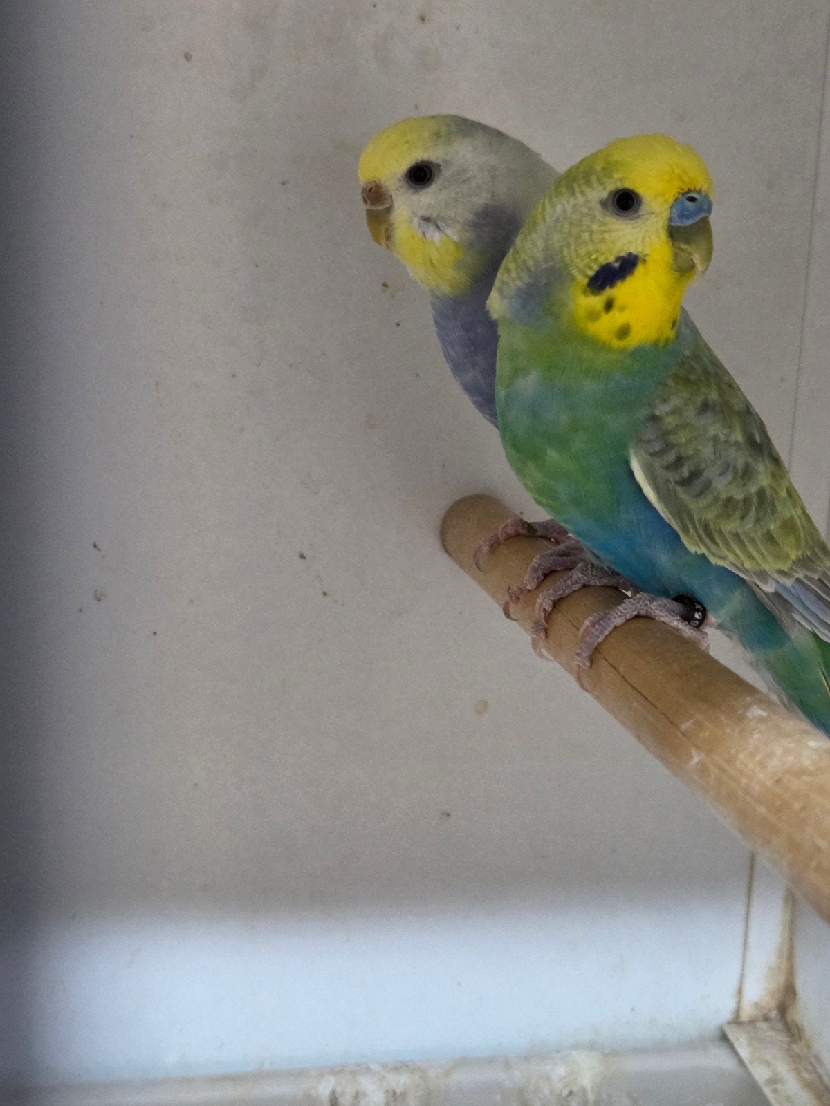 koppel regenboog parkieten, Dieren en Toebehoren, Vogels | Parkieten en Papegaaien, Meerdere dieren, Parkiet