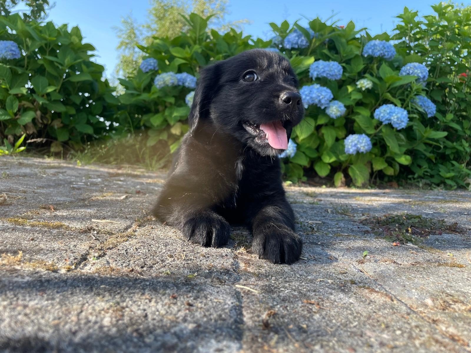 Golden Retriever x Friese Stabij pups uit stamboomlijn, Dieren en Toebehoren, Honden | Retrievers, Spaniëls en Waterhonden, Nederland