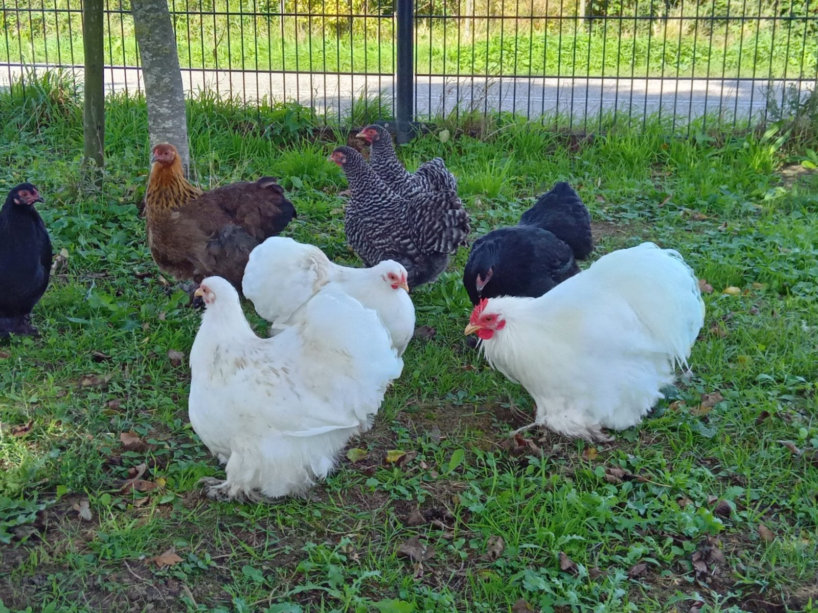 Mooie kippen Cochin en kruising