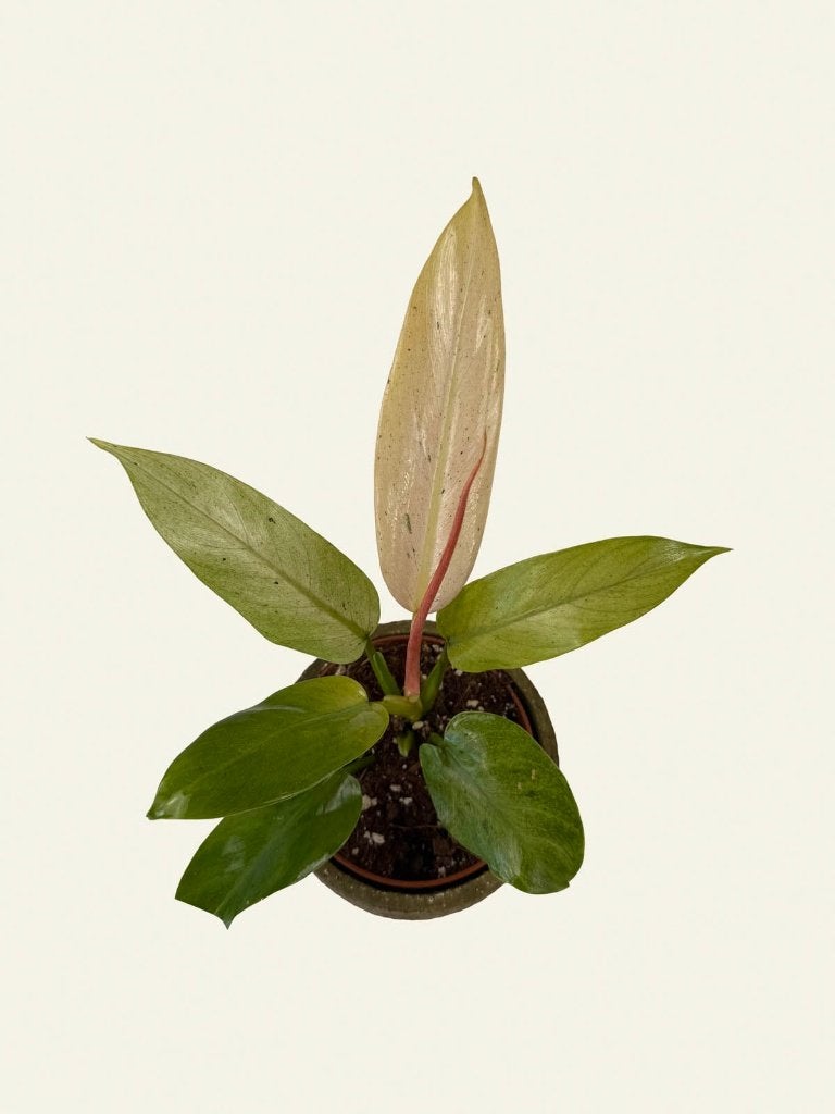 Philodendron Whipple Way, Huis en Inrichting, Kamerplanten, Ophalen of Verzenden, In pot, Halfschaduw, Minder dan 100 cm