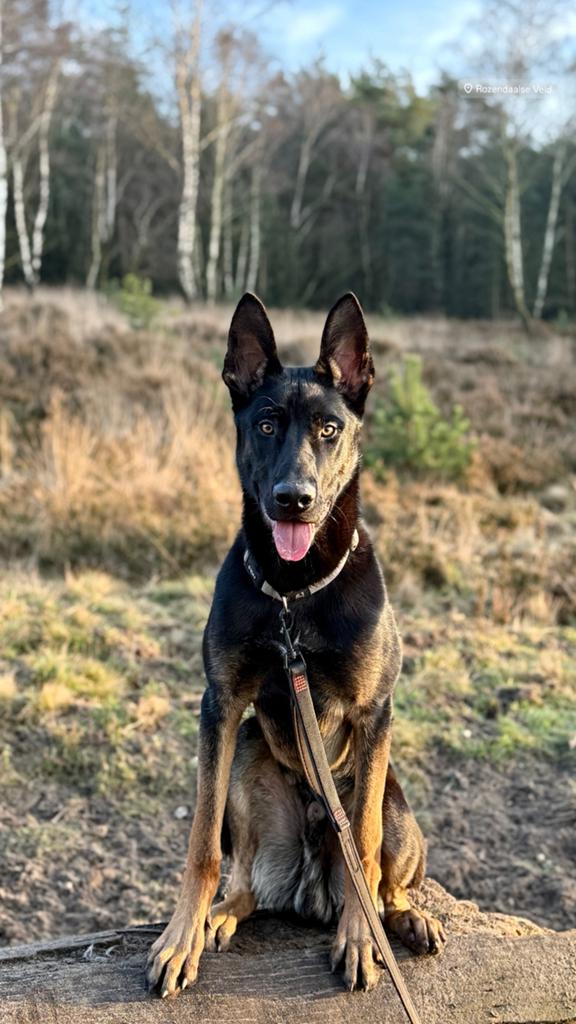 Nieuw thuis gezocht voor Rex, Rabiës (hondsdolheid), Reu, 1 tot 2 jaar, Eén hond