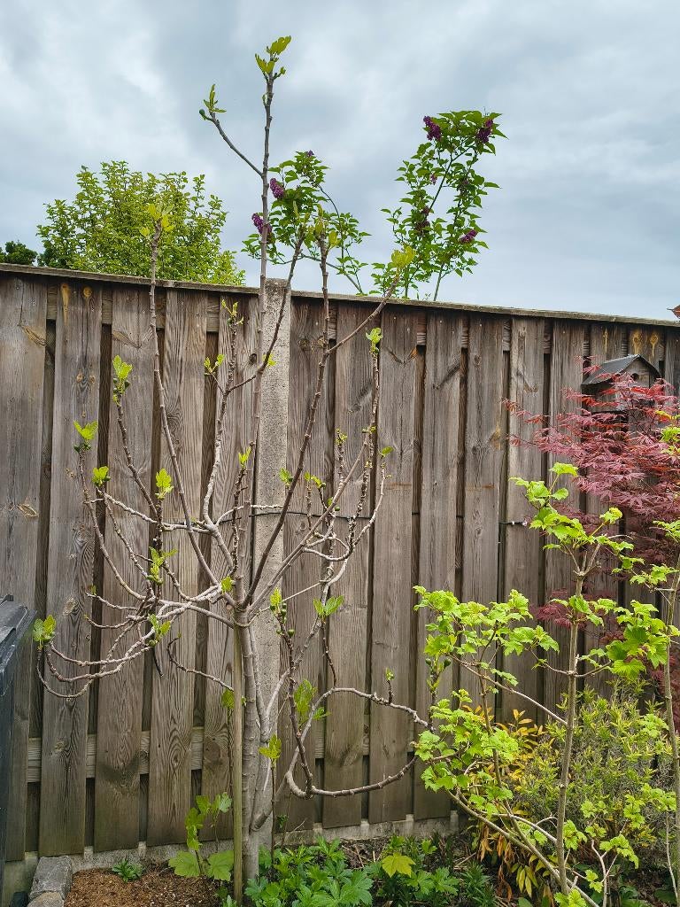 Vijgenboom, Ophalen, Lente, Volle zon, Vijgenboom