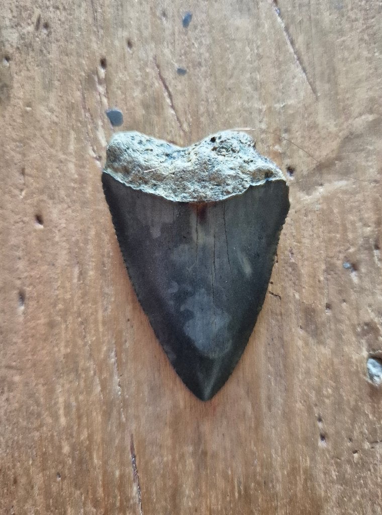 fossiele tand Witte Haai - 5,11cm, Ophalen of Verzenden, Fossiel