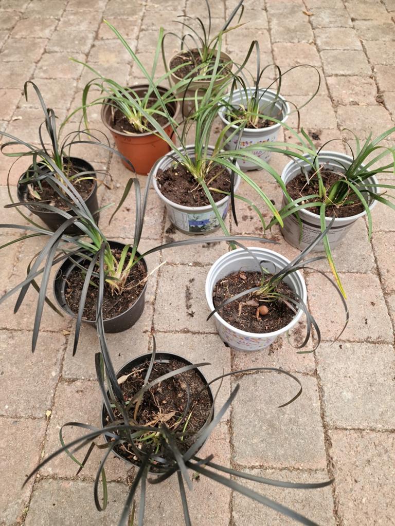 zwart gras , slangenbaard, Tuin en Terras, Planten | Tuinplanten, Ophalen, Vaste plant, Siergrassen, Volle zon