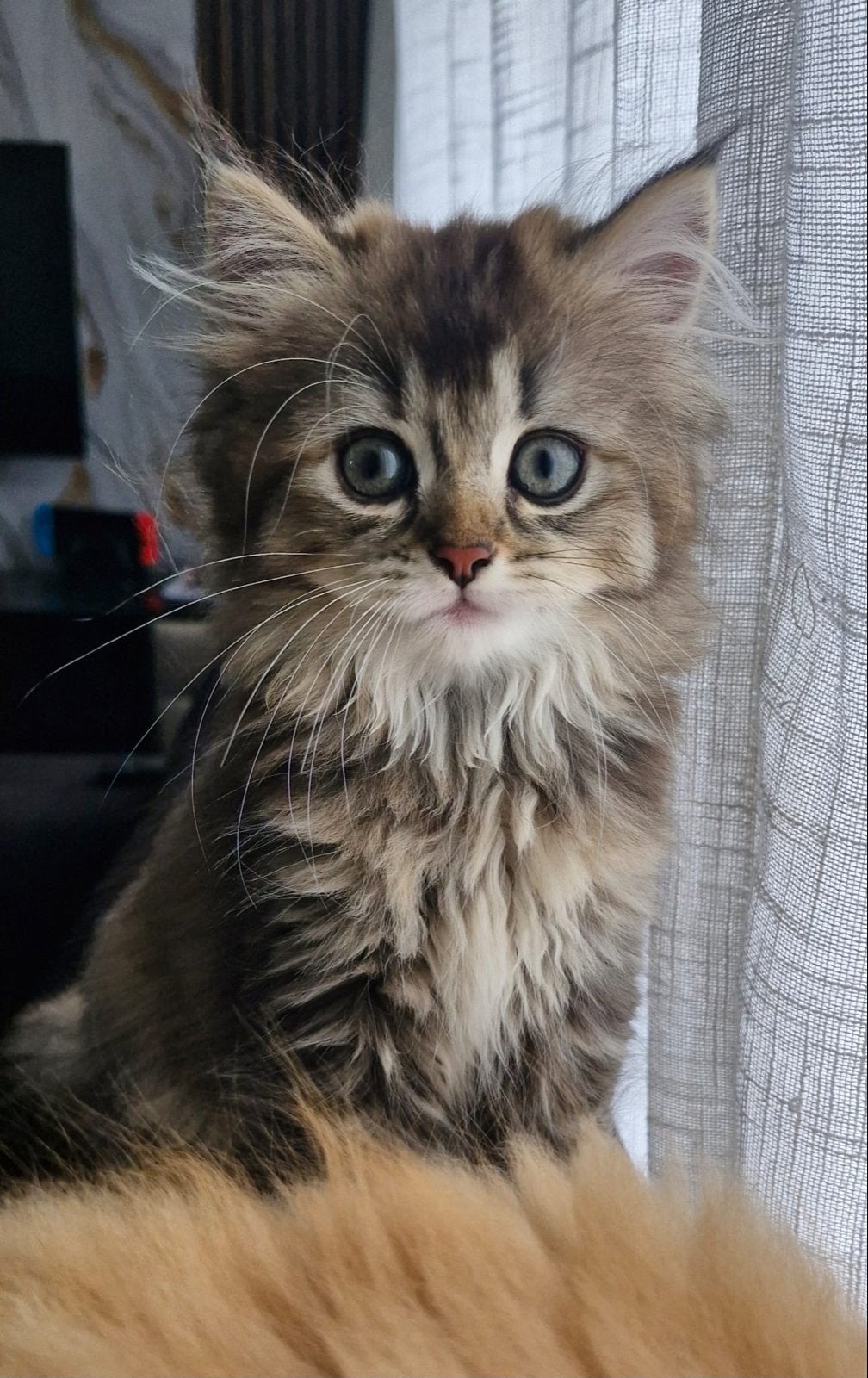 Prachtige Brits langhaar Kittens te Koop, Dieren en Toebehoren, Meerdere dieren