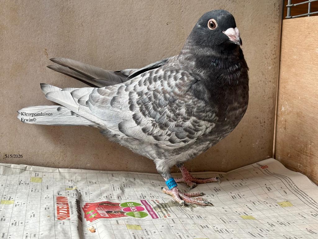kleurpostduif rubella spread jonge doffer, Dieren en Toebehoren, Mannelijk