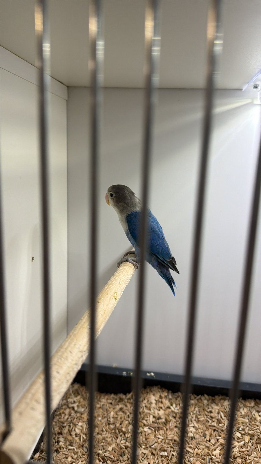 Jonge roseicollis agapornis (dwergpapegaai) te koop