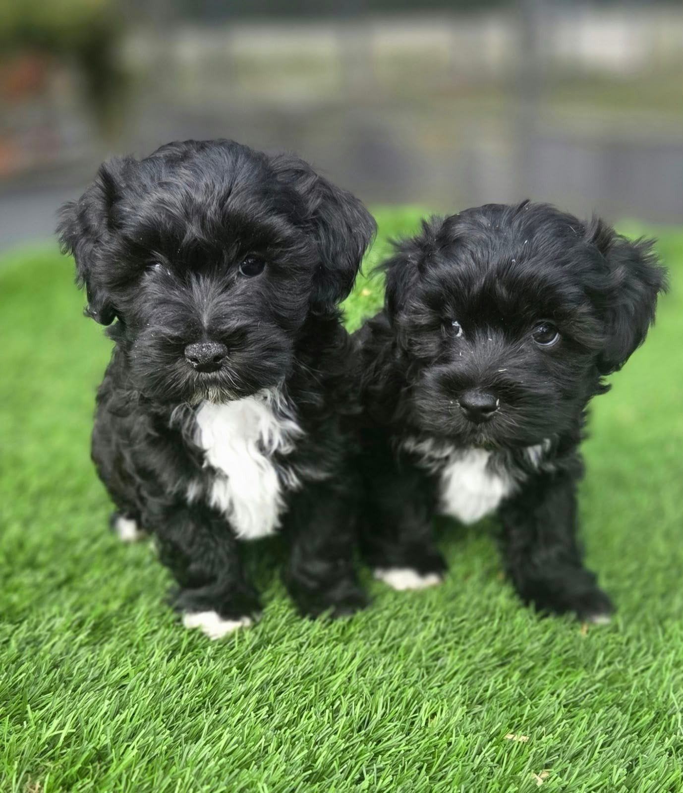 Te koop mooie Maltipoo pups, Nederland, Overige rassen, 8 tot 15 weken, Meerdere