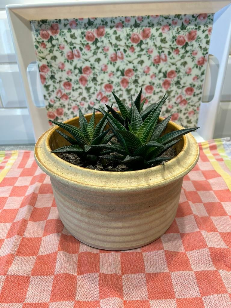 3 vetplantjes Haworthia Limifolia in bloempot, Ophalen, Zo goed als nieuw