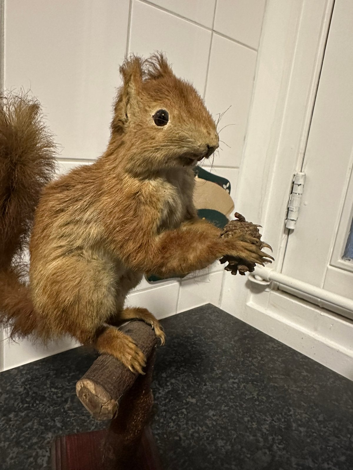 Opgezette eekhoorn taxidermie, Ophalen of Verzenden, Wild dier, Opgezet dier