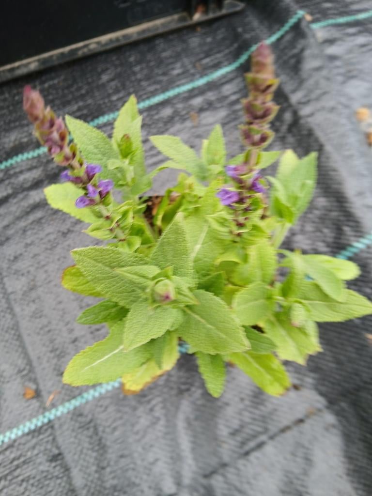 Salvia ost friesland te kiop, Ophalen, Overige soorten, Volle zon