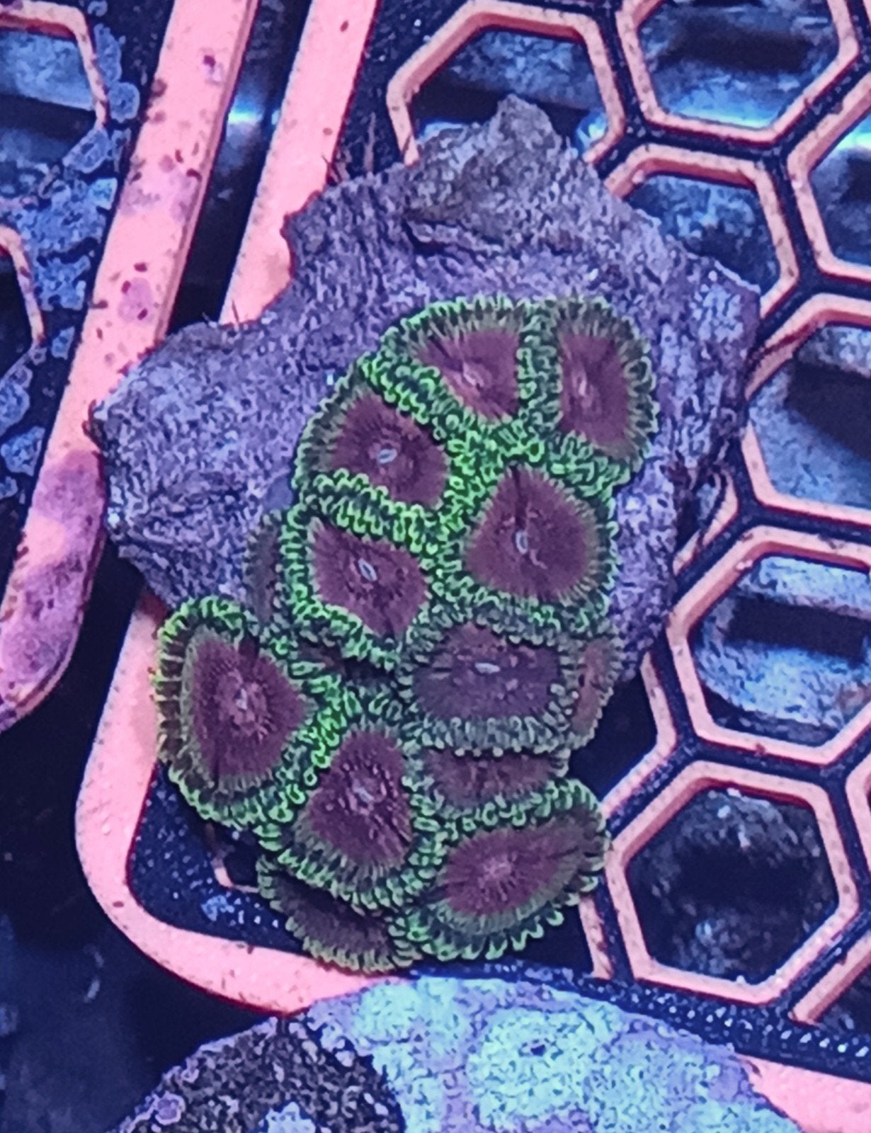 WYSIWYG 2 stekken pink diamonds, Dieren en Toebehoren, Vissen | Aquariumvissen, Zoutwatervis
