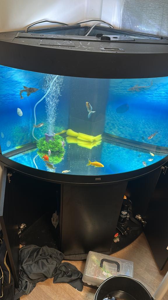 Juwel aqarium 190l, Ophalen, Gebruikt, Gevuld zoetwateraquarium, Juwel